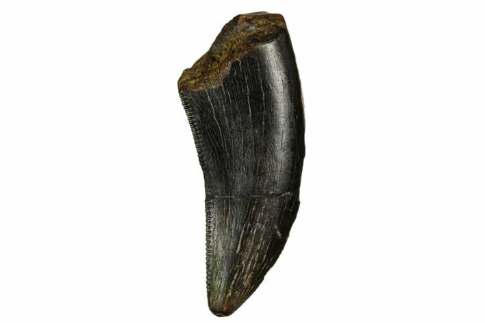 Serrated Tyrannosaur Tooth - Judith River Formation #184600